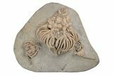 Fossil Crinoid Plate (Two Species) - Crawfordsville, Indiana #216145-2
